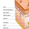 Структура и функции кожи Сетчатый слой дермы