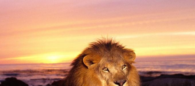 Основные правила завоевание Льва