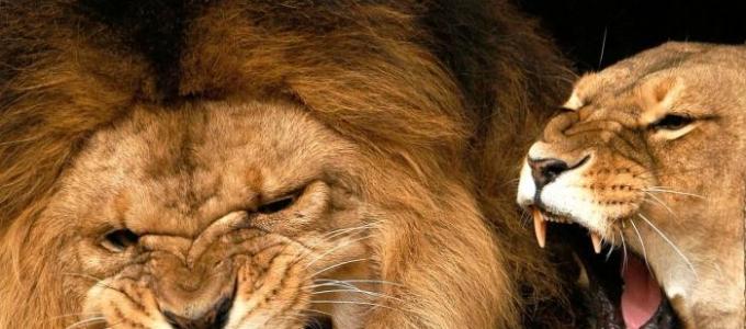 Как вести себя в отношениях с мужчиной львом Когда мужчина лев бросает женщину